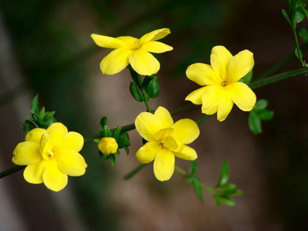 อิ๋งชุนฮวา(迎春花) หรือ Winter Jasmine ดอกไม้สีเหลืองที่ผลิบานในช่วงต้นฤดูใบไม้ผลิ