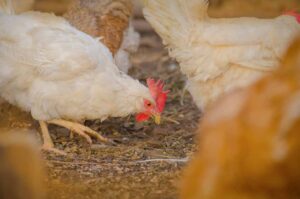 ไก่กำลังหาอาหาร